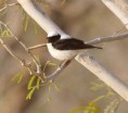 /album/some-overseas-trips/black-eared-wheatear-kibbutz-lotan-march-2006-jpg/